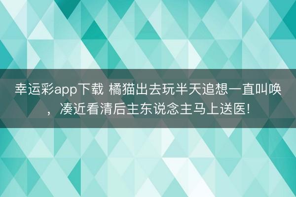 幸运彩app下载 橘猫出去玩半天追想一直叫唤，凑近看清后主东说念主马上送医!